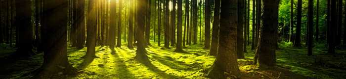 Skov i smukt grønt lys